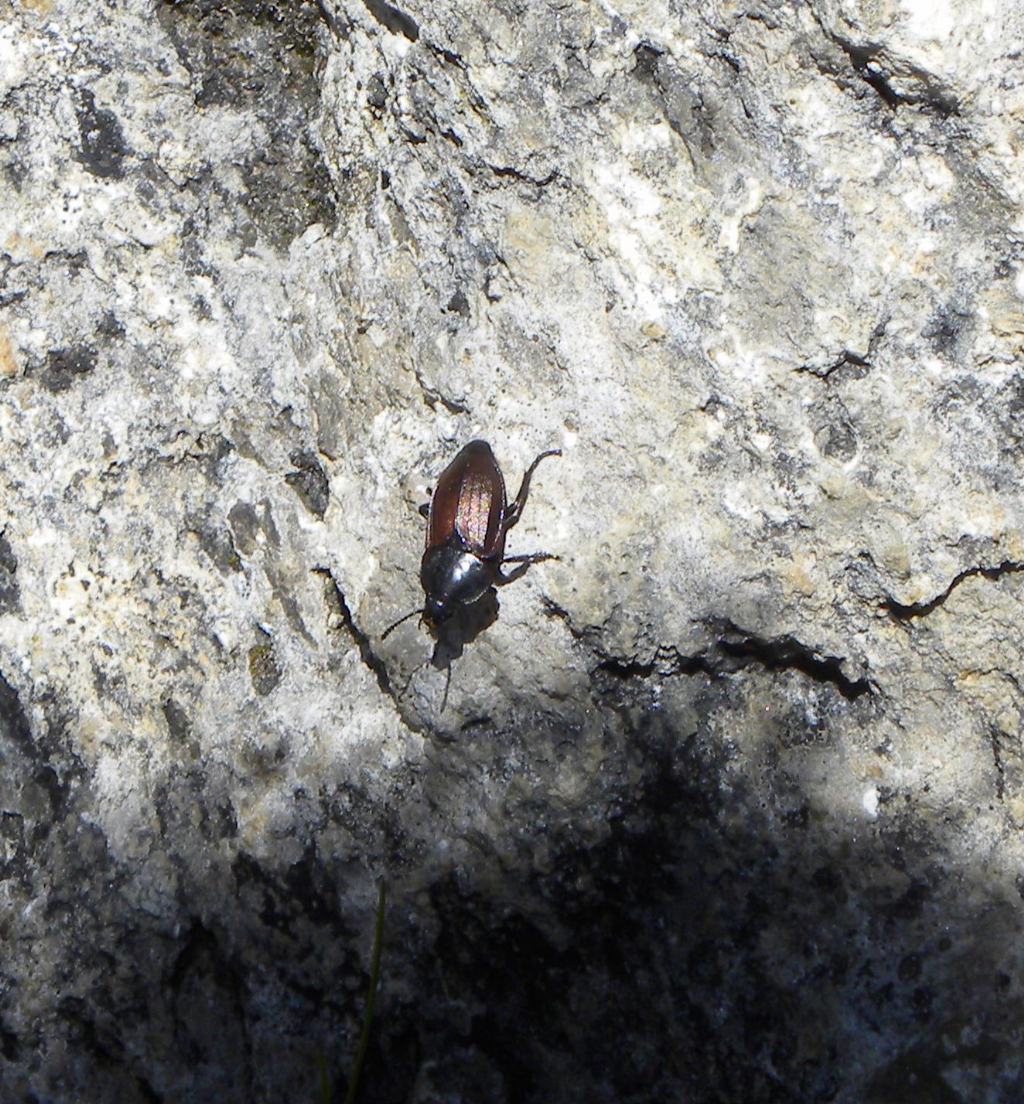 Silphidae: Silpha tyrolensis